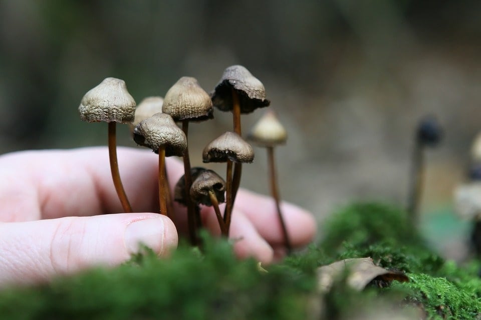 Packaging Psilocybin For The New Market